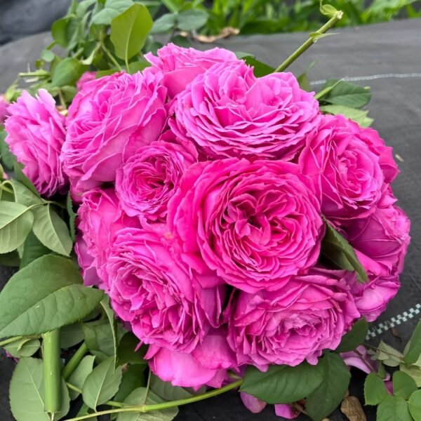 M-Nostalgic Elegance Rose