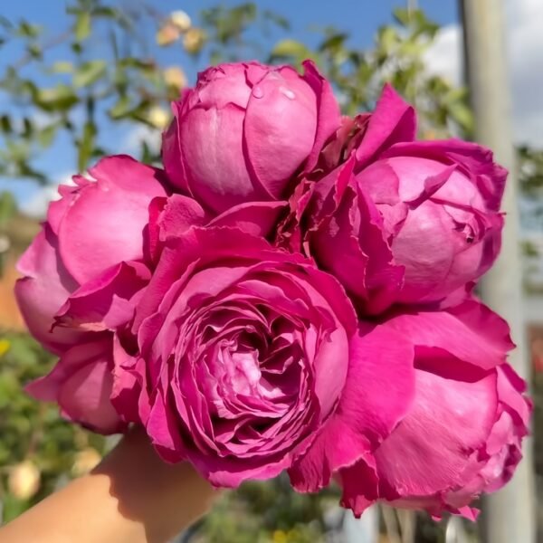 M-Nostalgic Elegance Rose