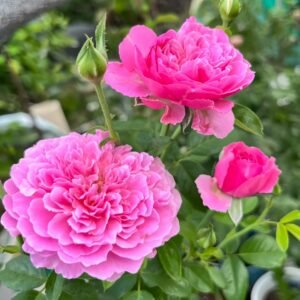 M-Nostalgic Elegance Rose