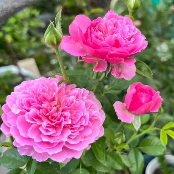 M-Nostalgic Elegance Rose