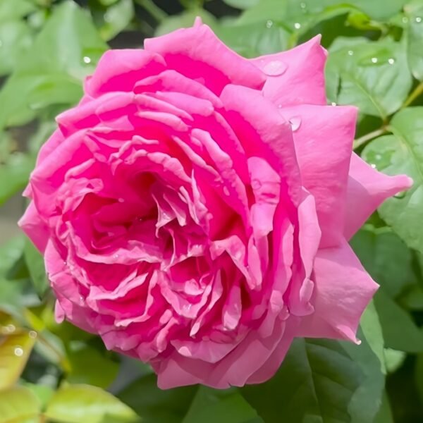 M-Nostalgic Elegance Rose