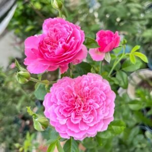 M-Nostalgic Elegance Rose