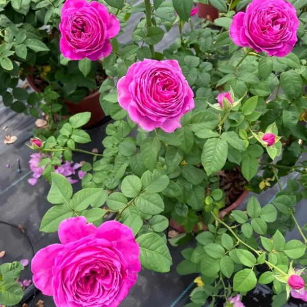 M-Nostalgic Elegance Rose