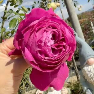 M-Nostalgic Elegance Rose