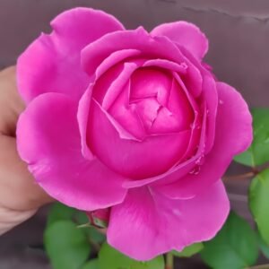 M-Nostalgic Elegance Rose