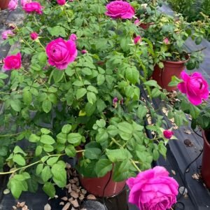 M-Nostalgic Elegance Rose Plant｜怀旧优雅 - 图片 10