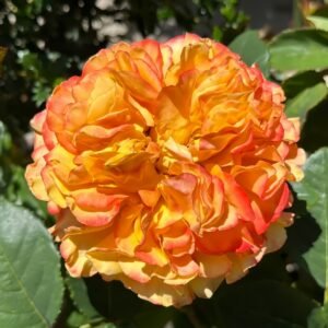 Mango Lieber Rose