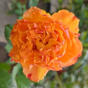Mango Lieber Rose