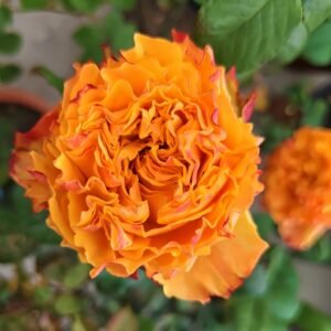 Mango Lieber Rose
