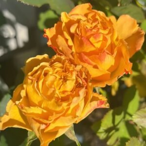 Mango Lieber Rose