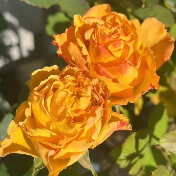 Mango Lieber Rose