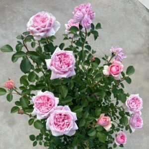 Mauritia Rose Plant｜远古大陆 - 图片 10