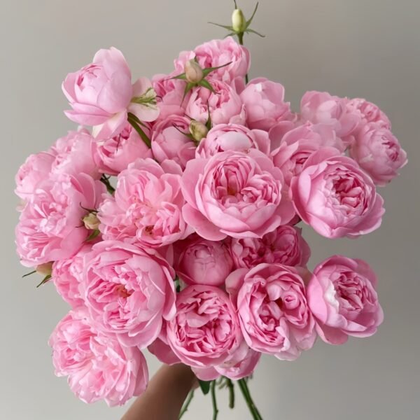 Midnight Seven Star Rose