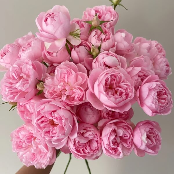 Midnight Seven Star Rose