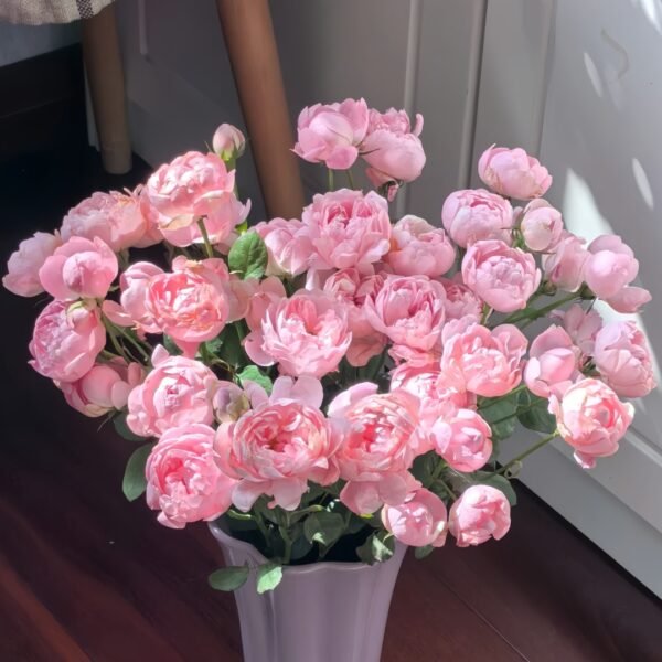 Midnight Seven Star Rose