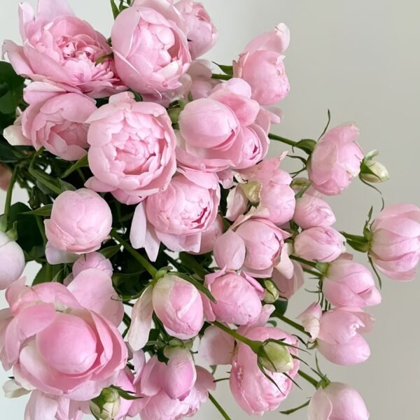 Midnight Seven Star Rose