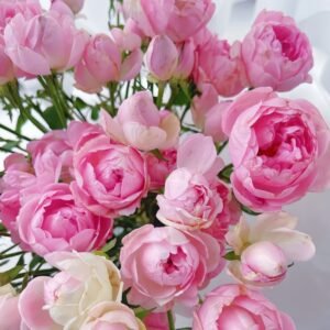 Midnight Seven Star Rose