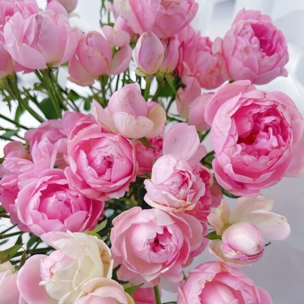 Midnight Seven Star Rose