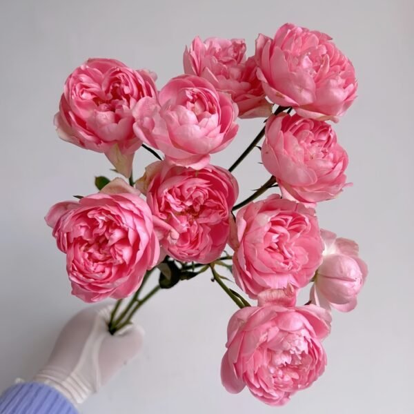 Midnight Seven Star Rose