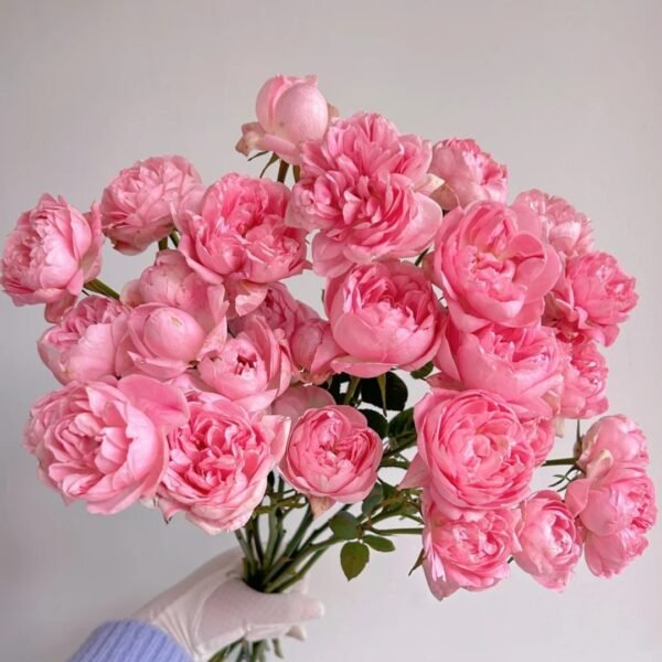 Midnight Seven Star Rose