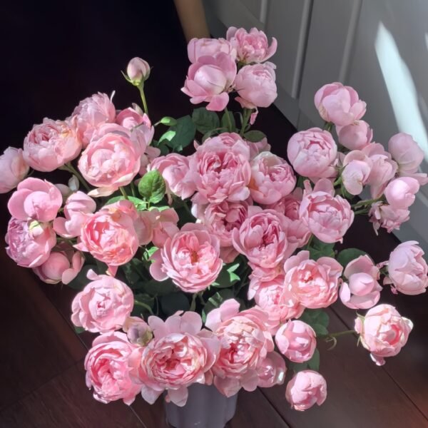 Midnight Seven Star Rose