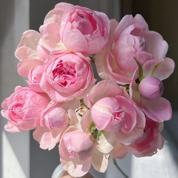 Midnight Seven Star Rose