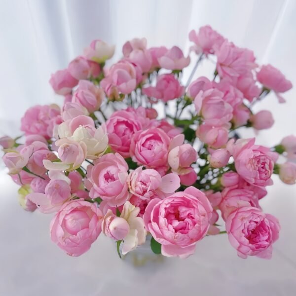 Midnight Seven Star Rose