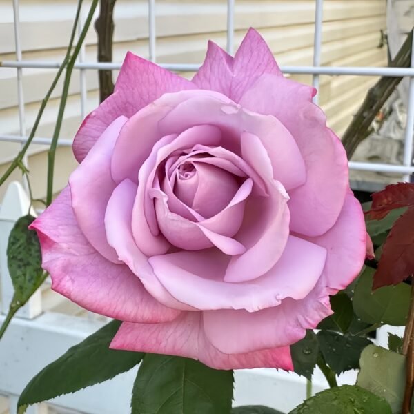 Moody Blues Rose