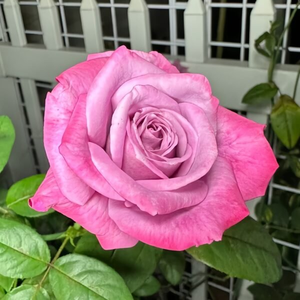 Moody Blues Rose