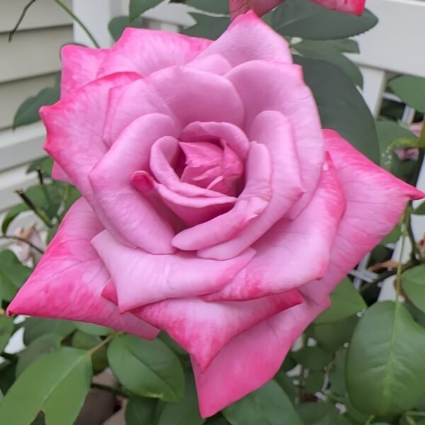 Moody Blues Rose