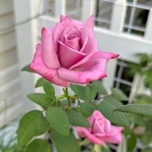 Moody Blues Rose Plant｜忧郁蓝调 - 图片 6