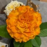 Orange Reeva Rose