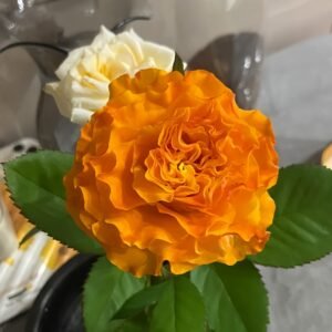 Orange Reeva Rose