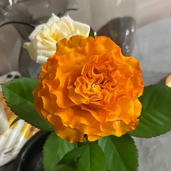 Orange Reeva Rose
