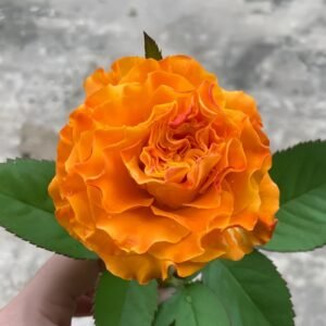 Orange Reeva Rose