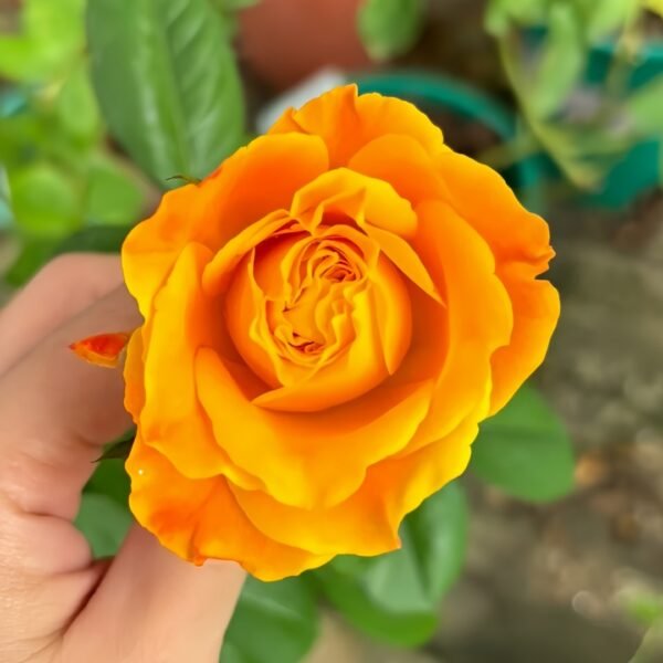 Orange Reeva Rose