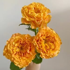Orange Reeva Rose