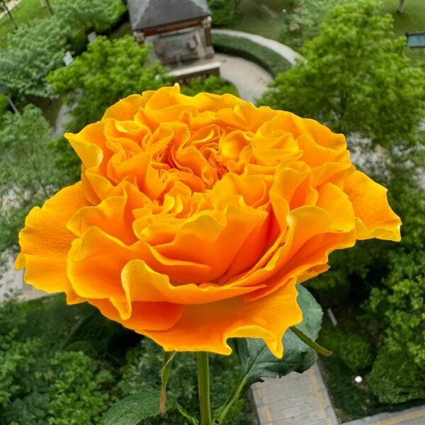 Orange Reeva Rose
