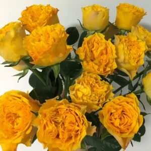 Orange Reeva Rose Plant｜橙色丽娃 - 图片 6