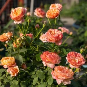Paul Klee Rose Plant|保罗克利 - 图片 10