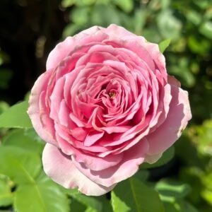 Peonikiss Rose