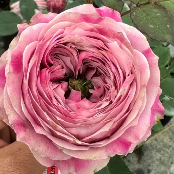 Peonikiss Rose