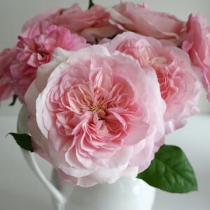 Pink Fragrance Rose