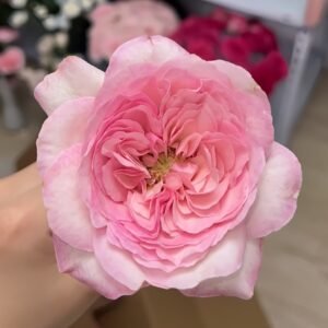 Pink Fragrance Rose