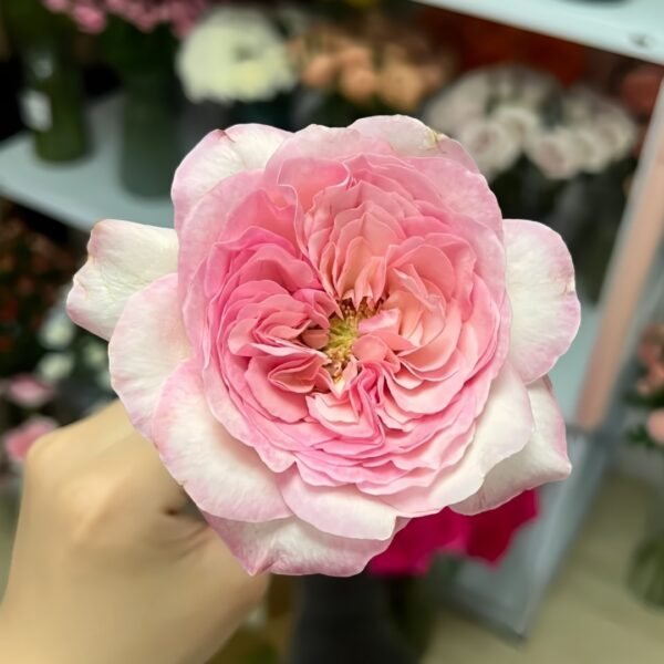 Pink Fragrance Rose