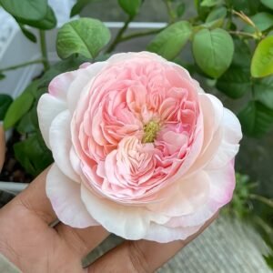 Pink Fragrance Rose