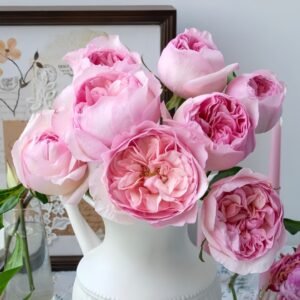 Pink Fragrance Rose