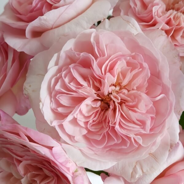 Pink Fragrance Rose