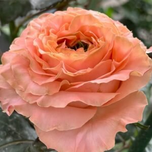 Princess Crown Rose