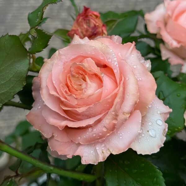 Princess Crown Rose